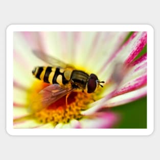 A hoverfly looking for pollen in a flower Sticker